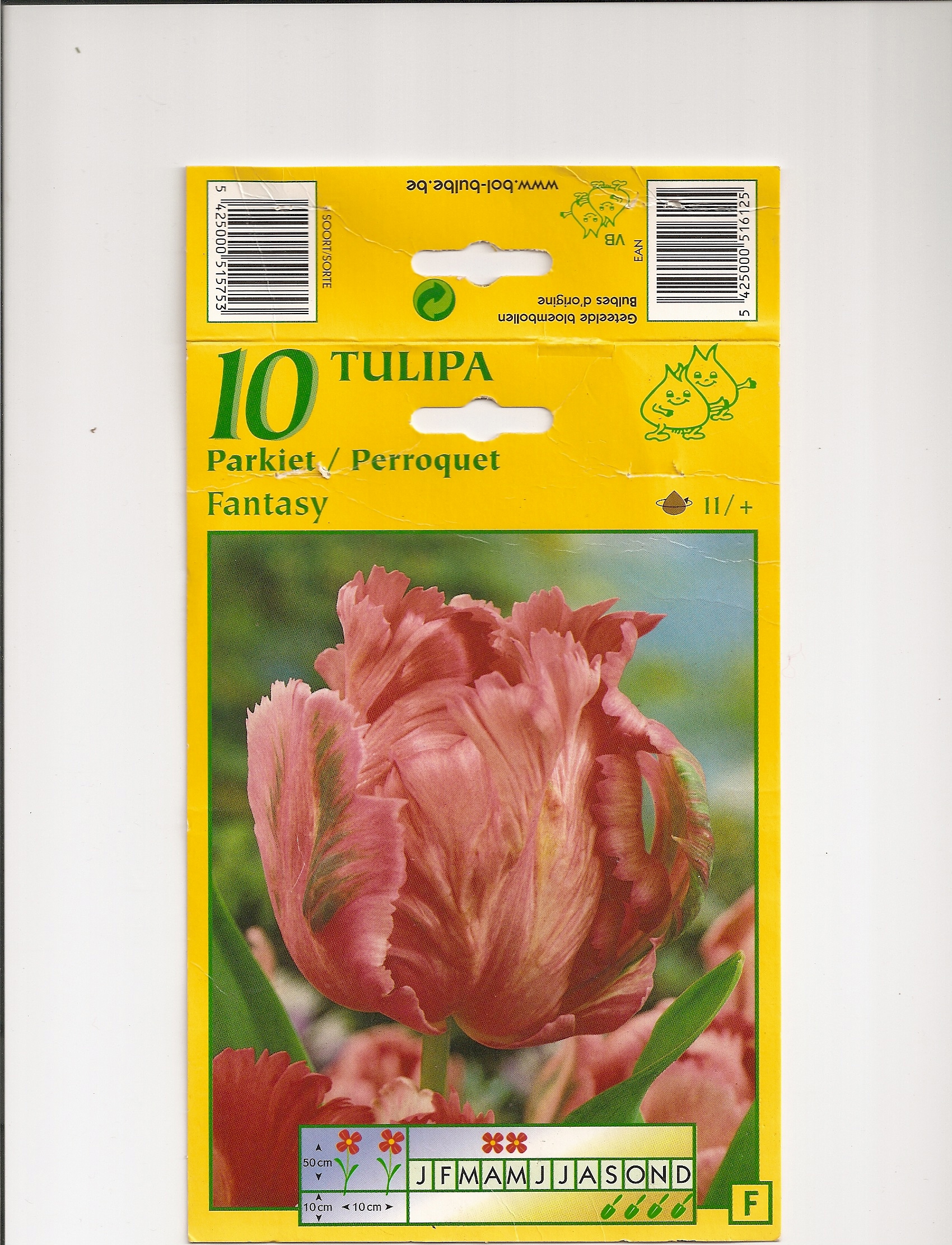 Tulipe Perroquet Fantasy.jpg